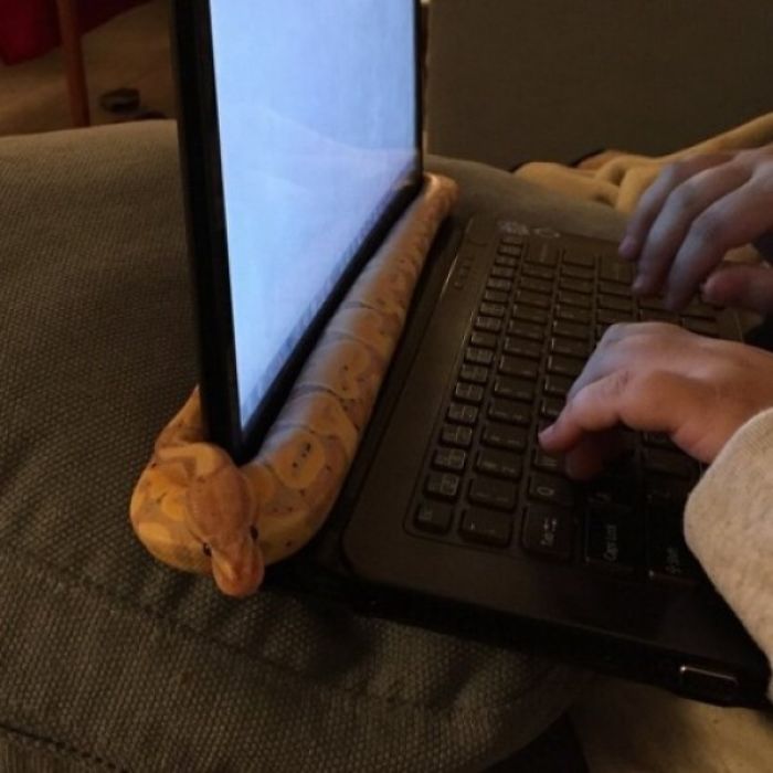wąż na komputerze