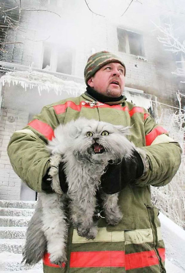 kot ze strażakiem