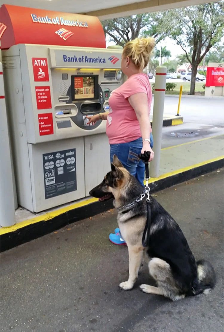 pies przy bankomacie