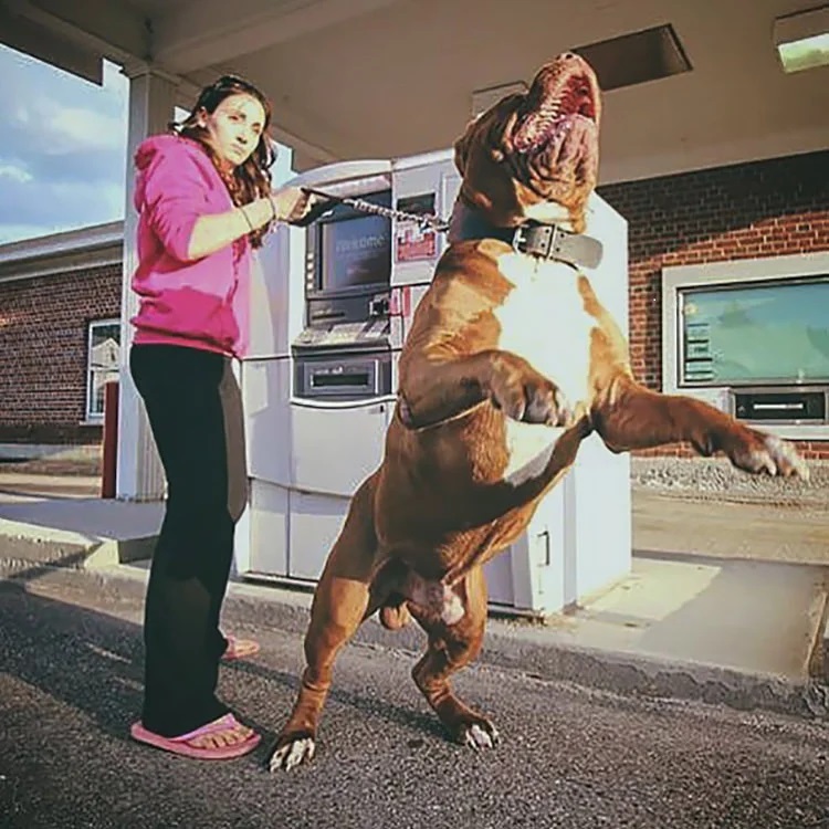 pies przy bankomacie
