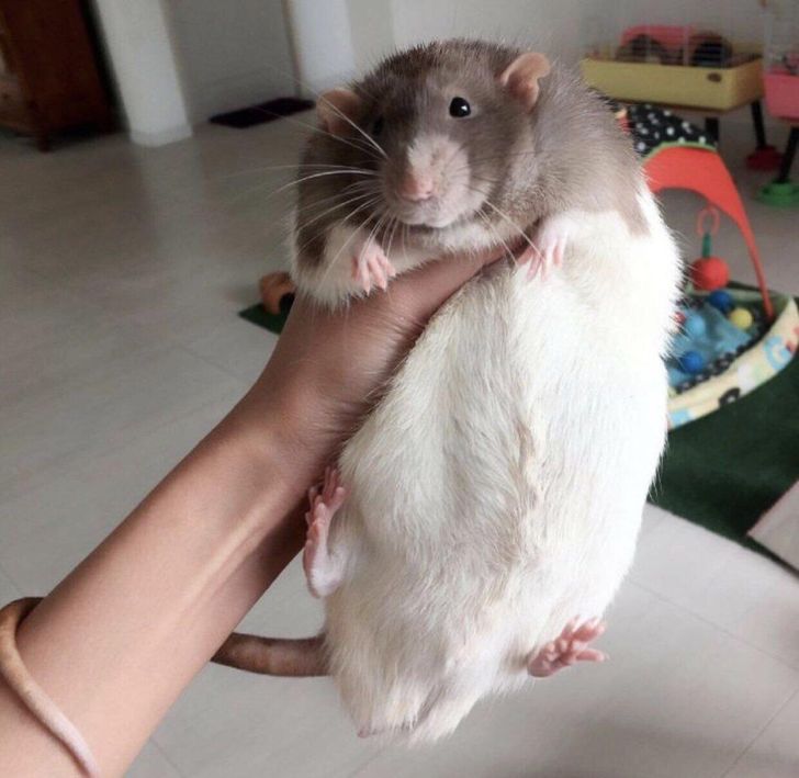 duży szczur