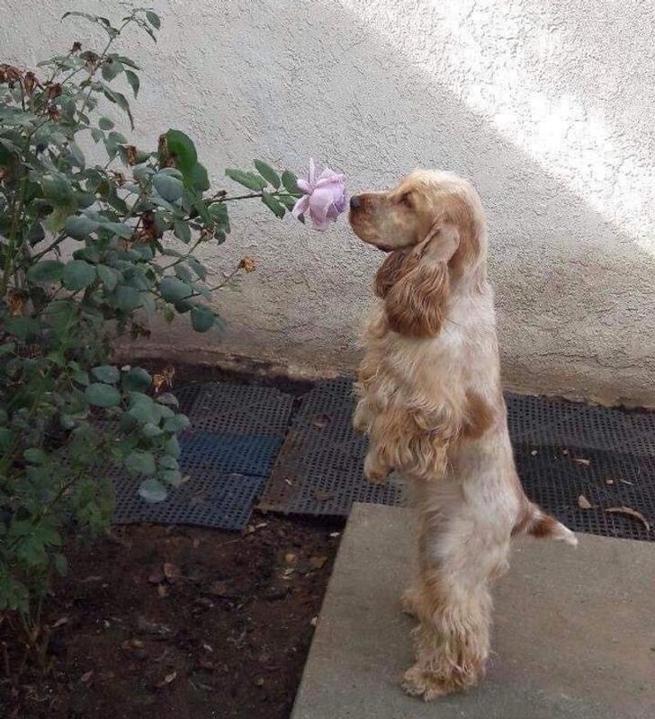 pies wącha róże