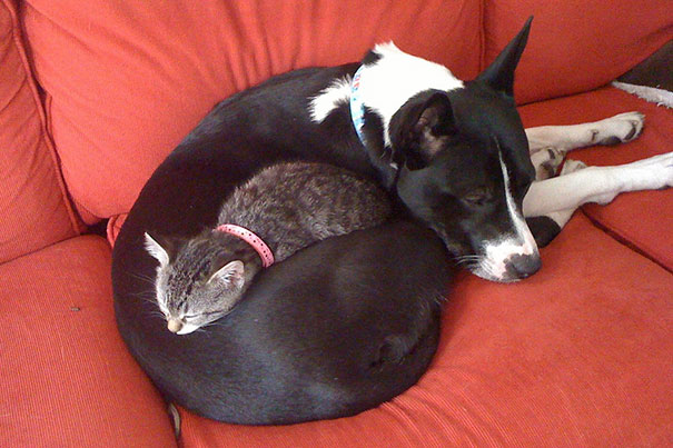 kot i pies śpią razem