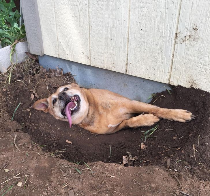 pies w dziurze
