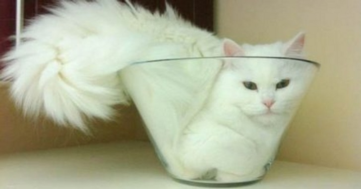 kot w misce