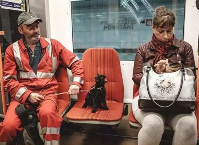 kot w metrze
