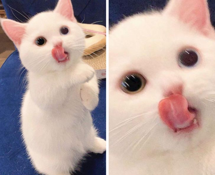 kot z różnym kolorem oczu