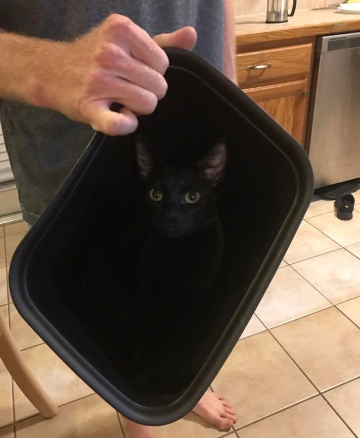 kot w koszu na śmieci