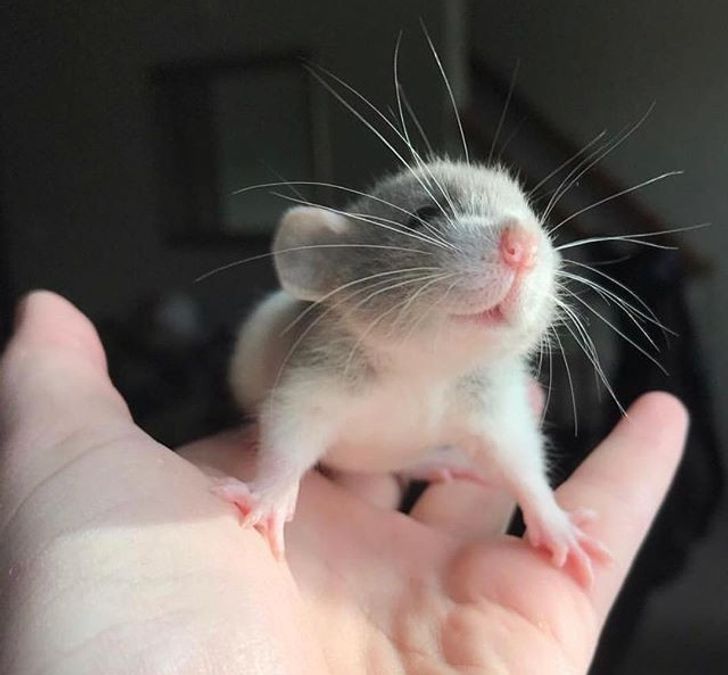 mały szczur