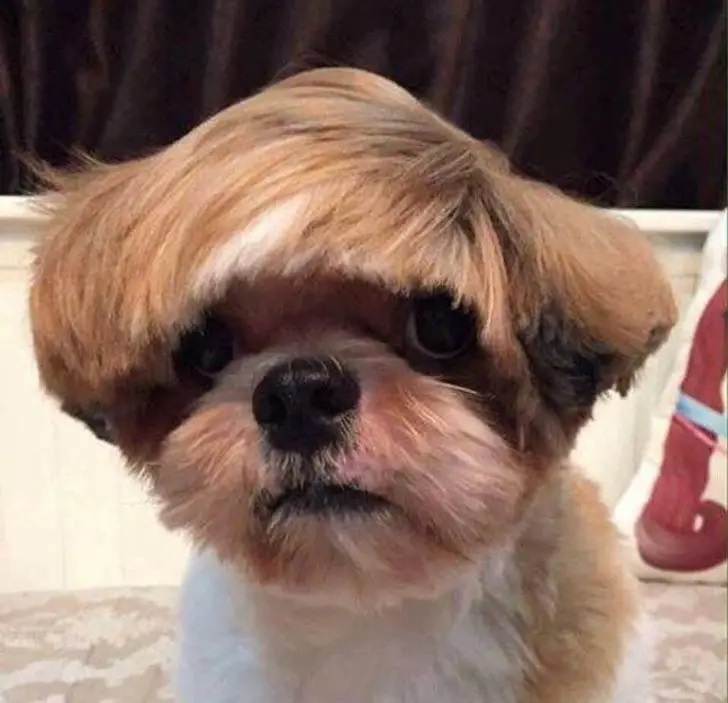 pies ze śmieszną fryzurą