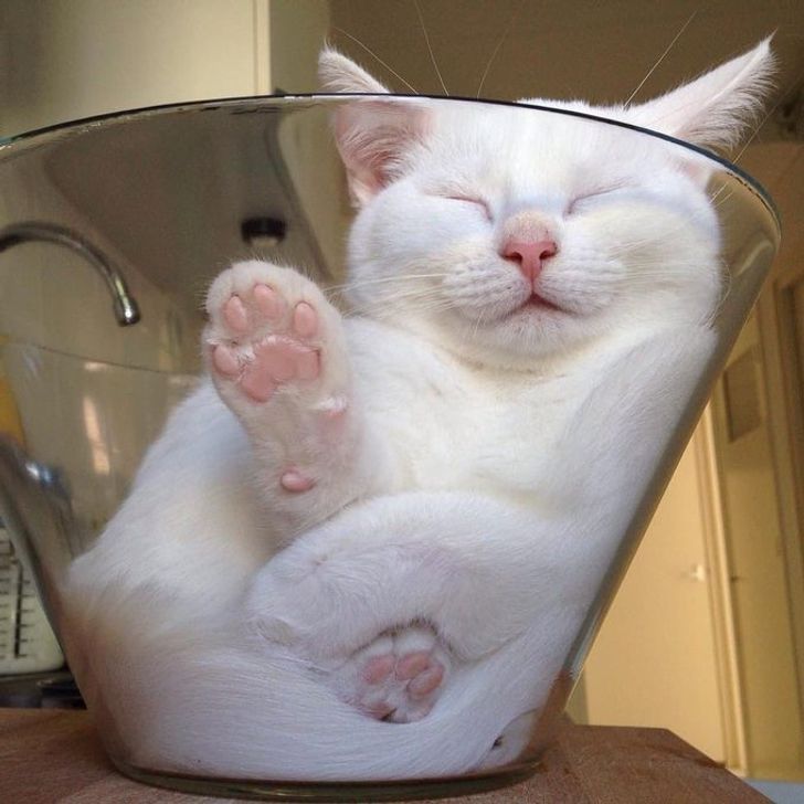 kot w misce