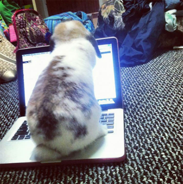 królik na laptopie