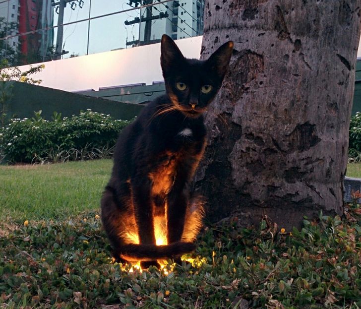 podświetlony kot