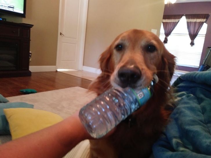 pies z butelką