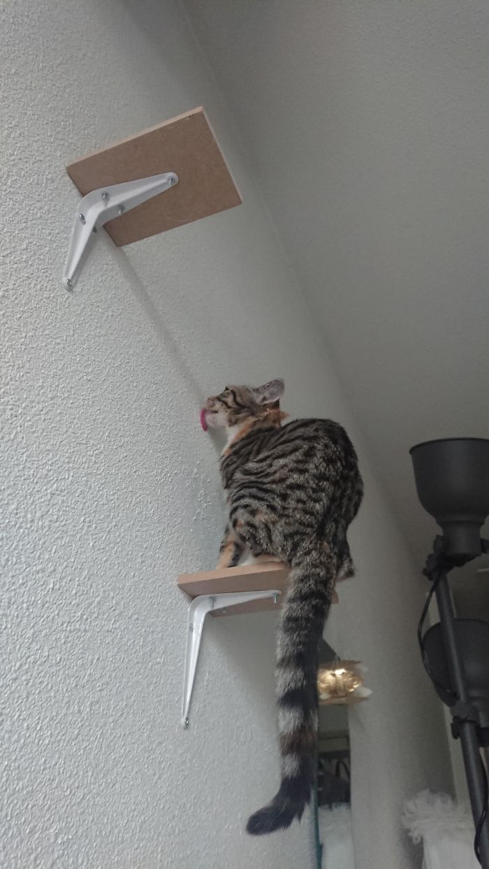 kot liże ścianę