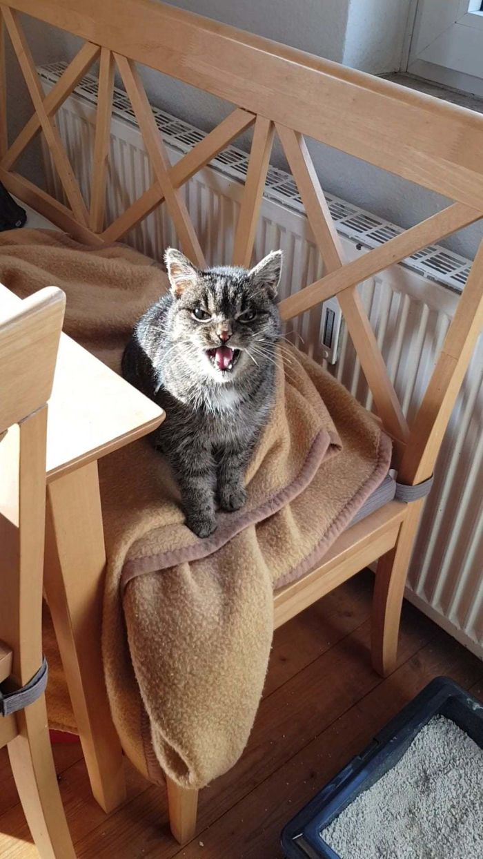 kot na krześle