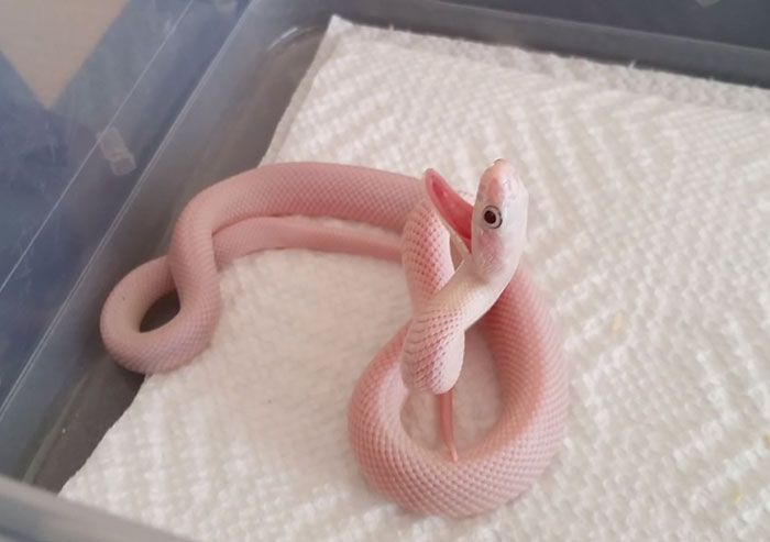różowy wąż