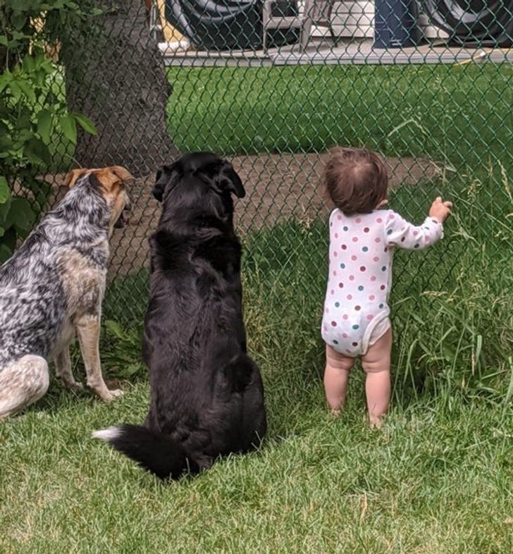 dziecko i psy przy płocie