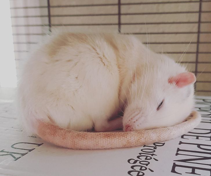 śpiący szczur
