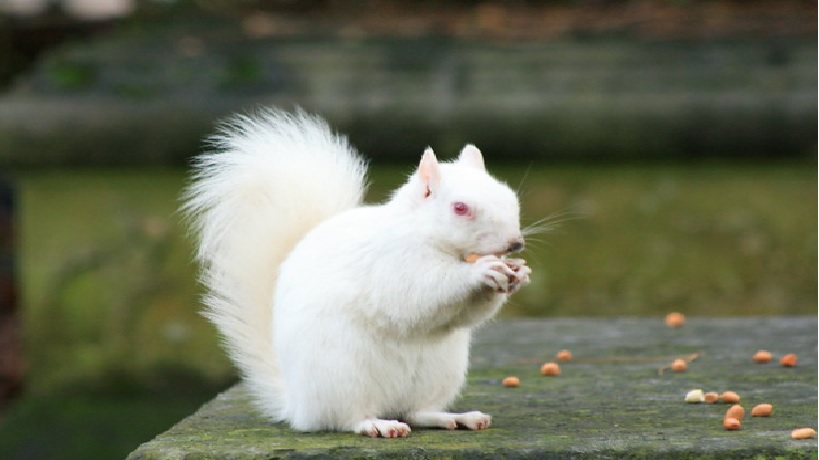 biała wiewiórka