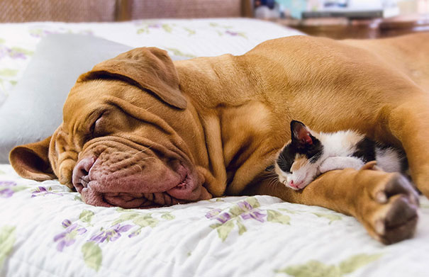 kot i pies śpią