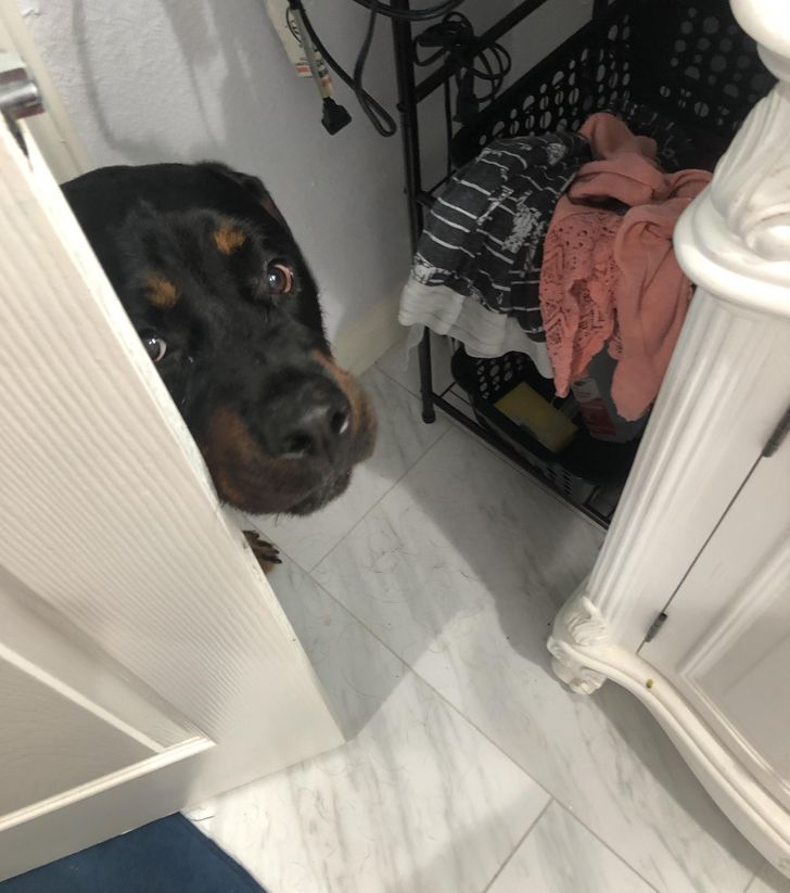 pies w łazience
