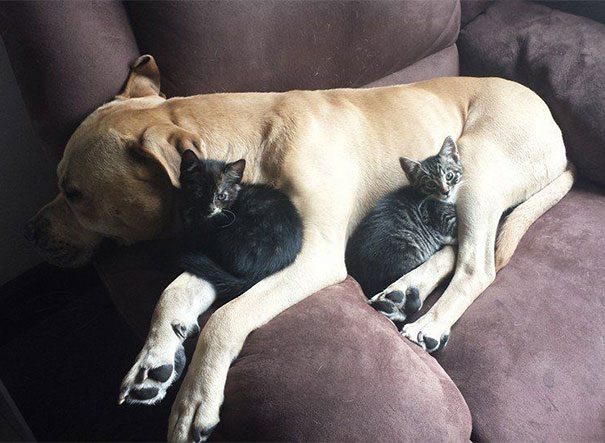 pies z dwoma kotami