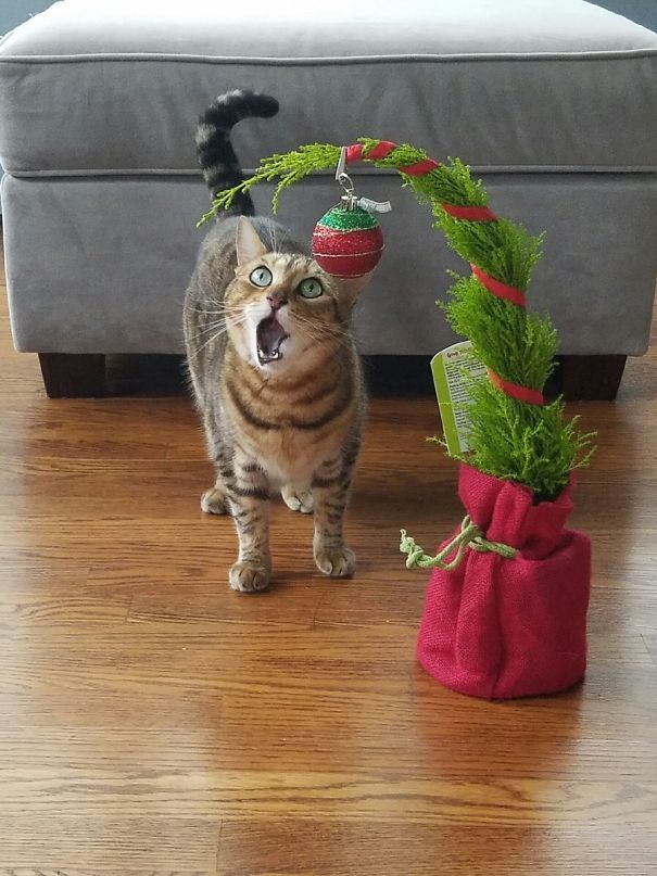 kot i roślina