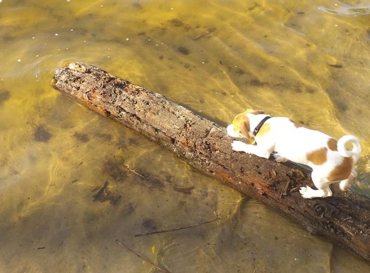 pies wchodzi do wody