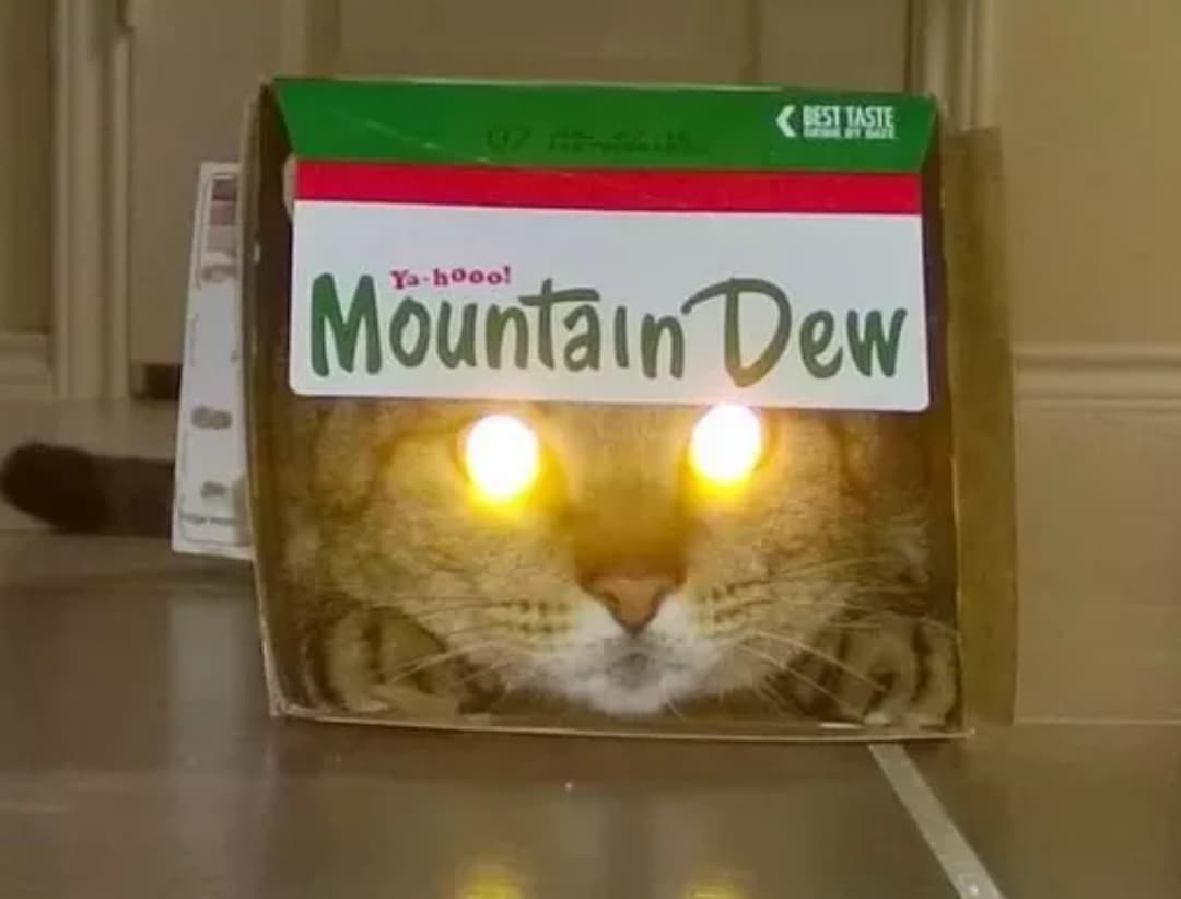 kot ze świecącymi oczami