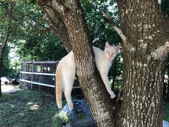 kot w drzewie