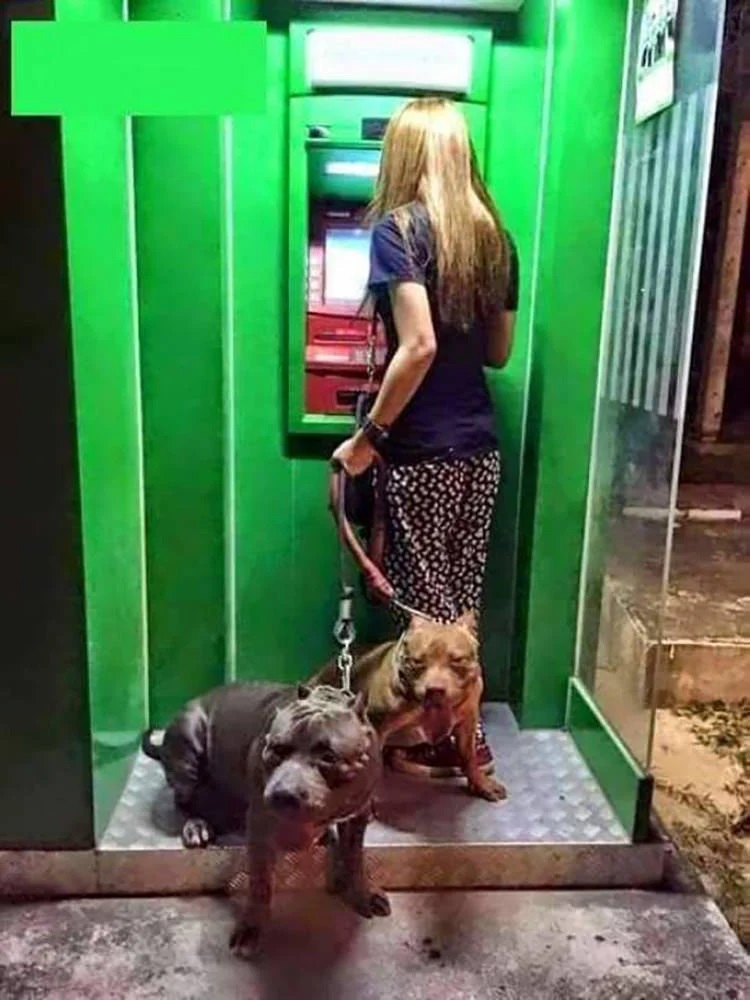 psy przy bankomacie