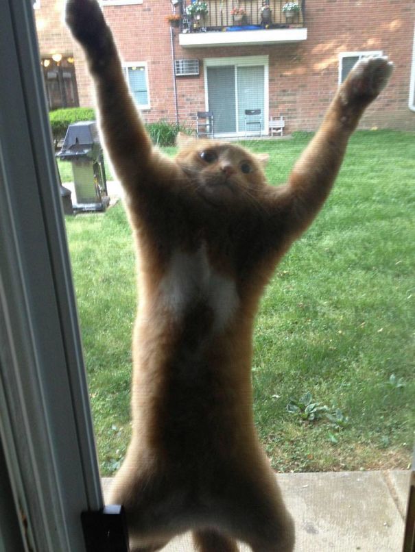 kot na drzwiach