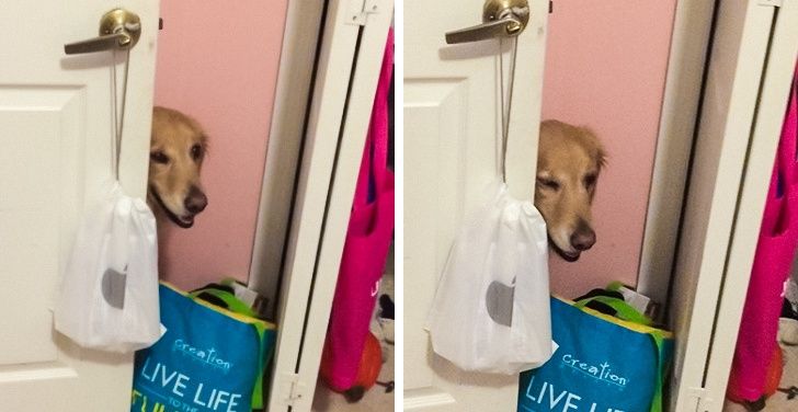 pies w drzwiach
