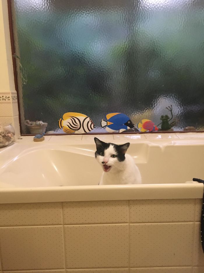 kot w wannie