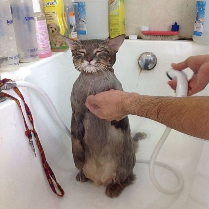 kot w wannie