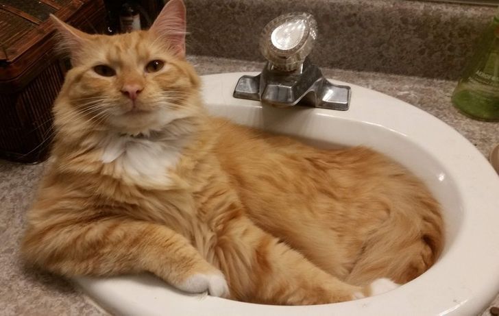 kot w umywalce