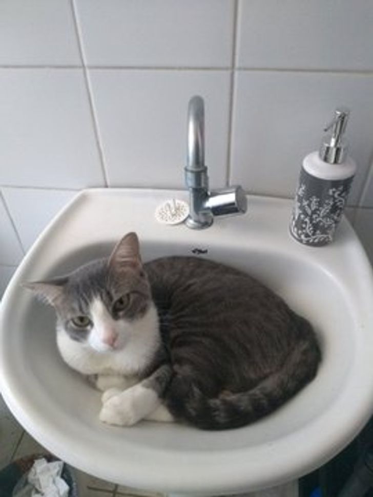kot w umywalce