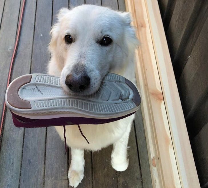 pies z butem