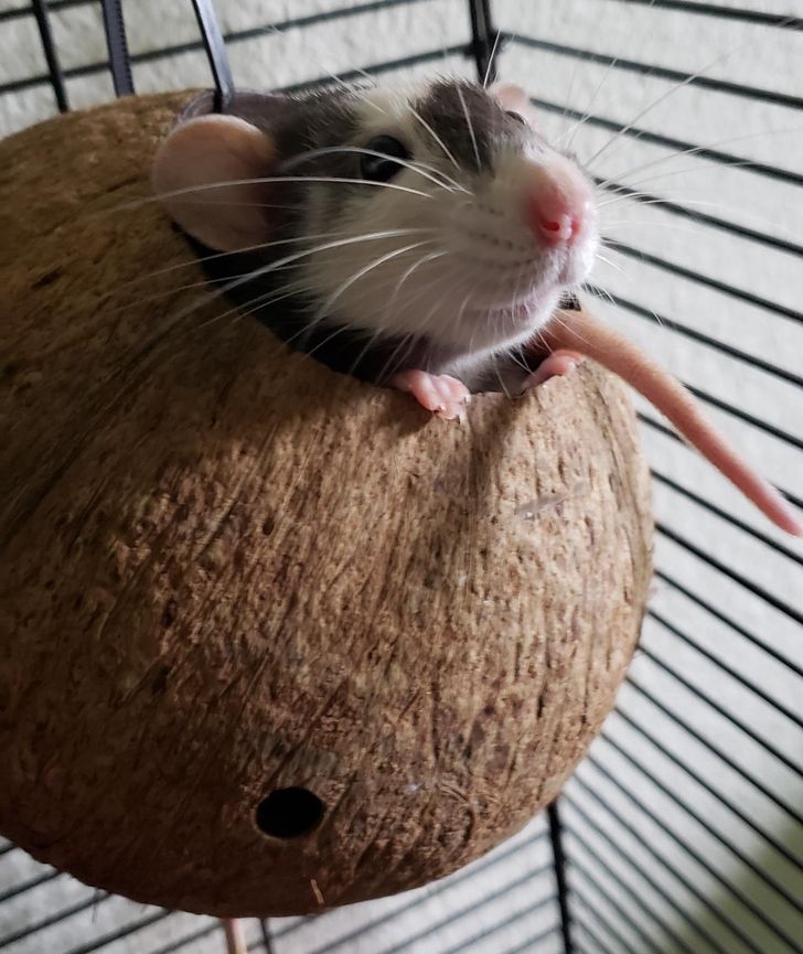 szczur w łupinie kokoksa