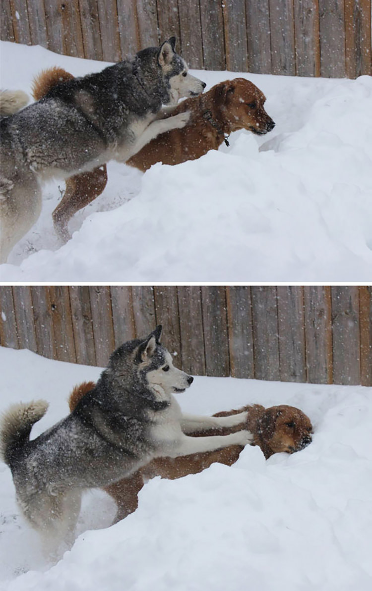 dwa psy na śniegu