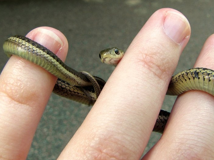 wąż na ręku