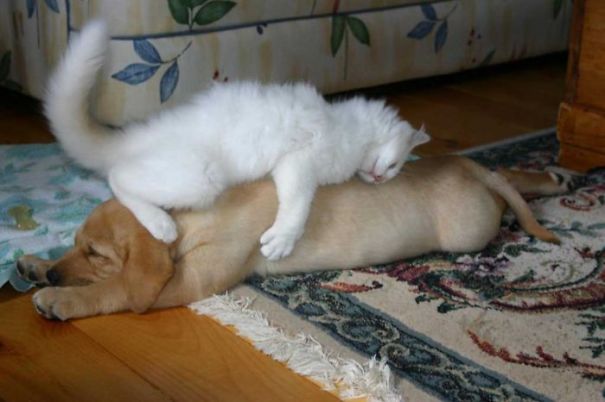 kot śpi z psem