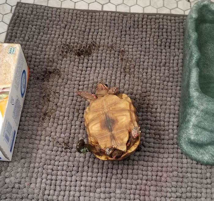 żółw na plecach