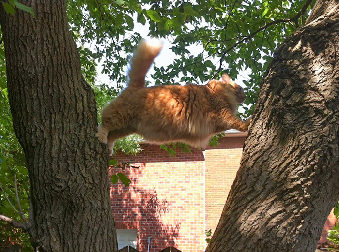 kot między drzewami