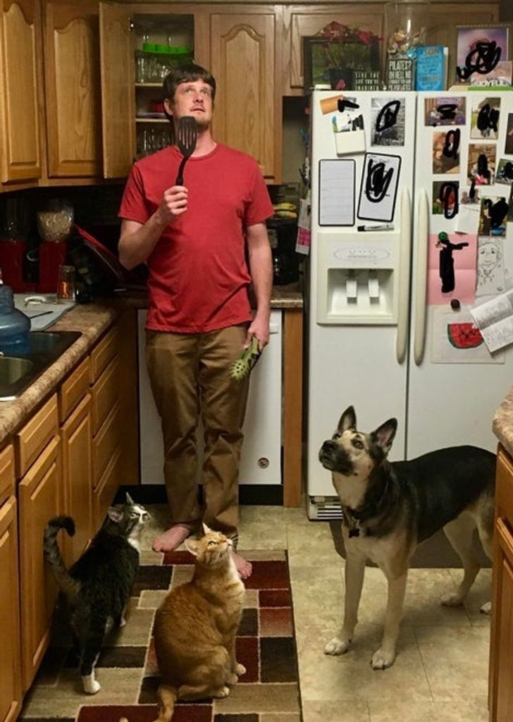 psy w kuchni