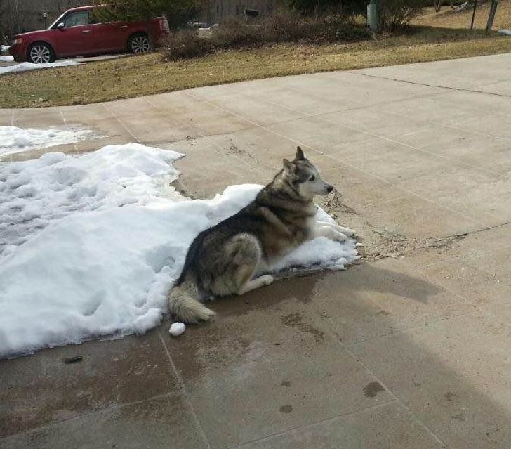 pies na śniegu
