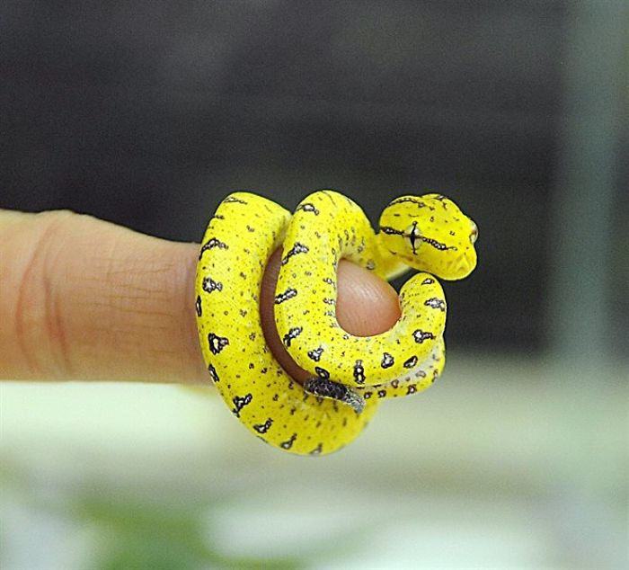 żółty wąż