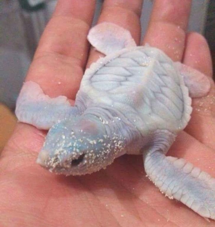 żółw albinos